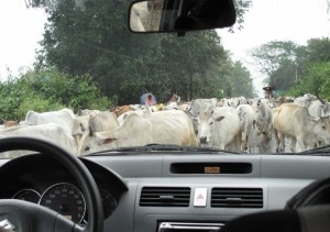 cow-traffic-jam